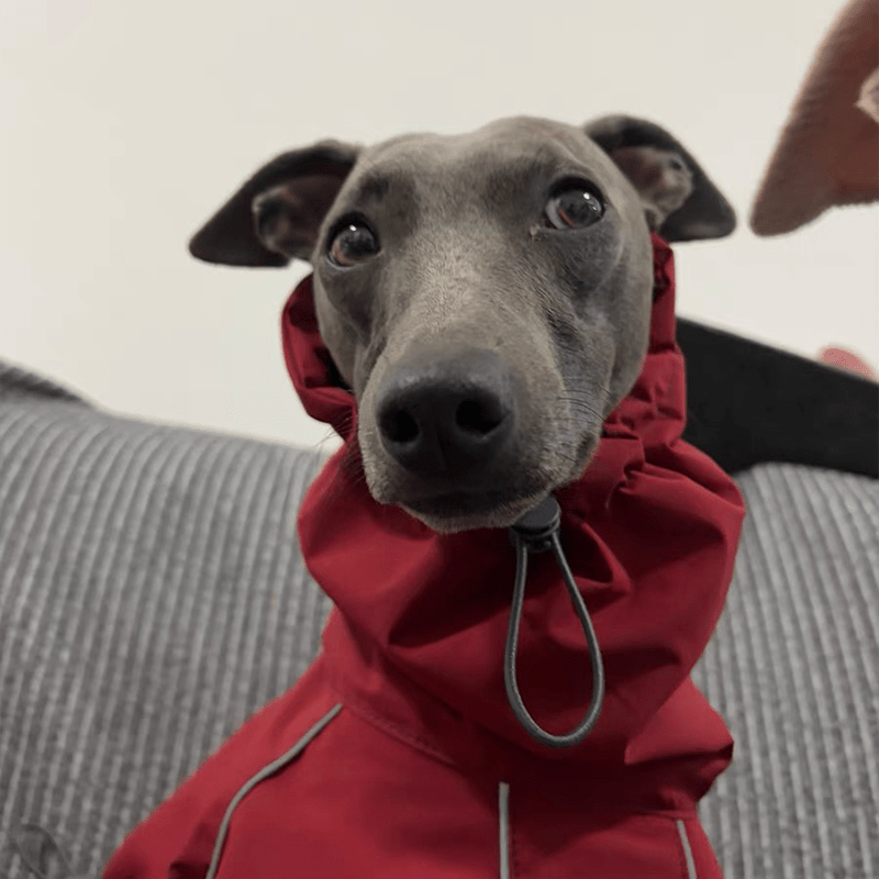 Outdoor Jacket Raincoat for Italian Greyhound Whippet Dog Waterproof Clothes - PIKAPIKA