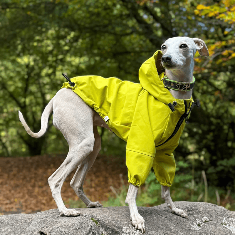 outdoor dog gear Outdoor Raincoats Fleece Jacket Italian greyhound Dog Clothes