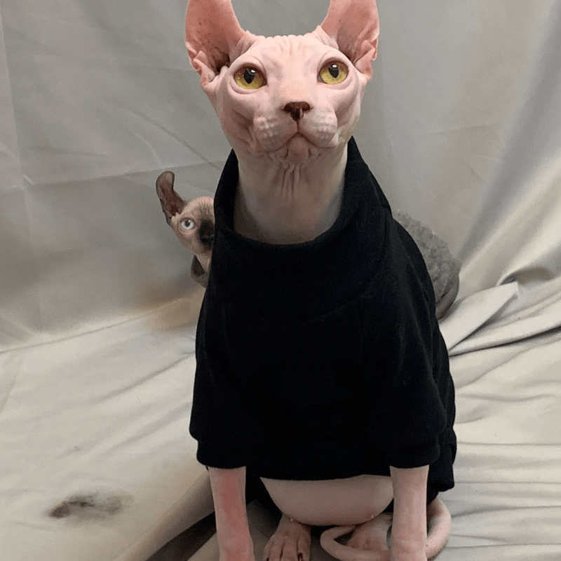 Sphynx Cat Sweaters Pullover Onesies Cashmere Sweater Devon Rex Clothes - PIKAPIKA