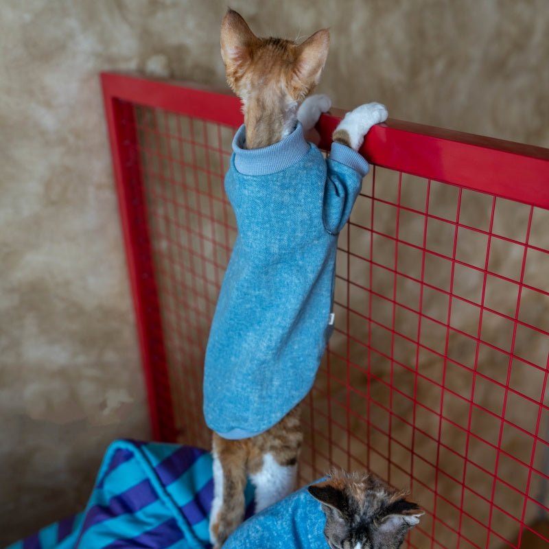 Stretch Denim Shirt Sphynx Cat Clothes Devon Rex Cozy Outfit - PIKAPIKA