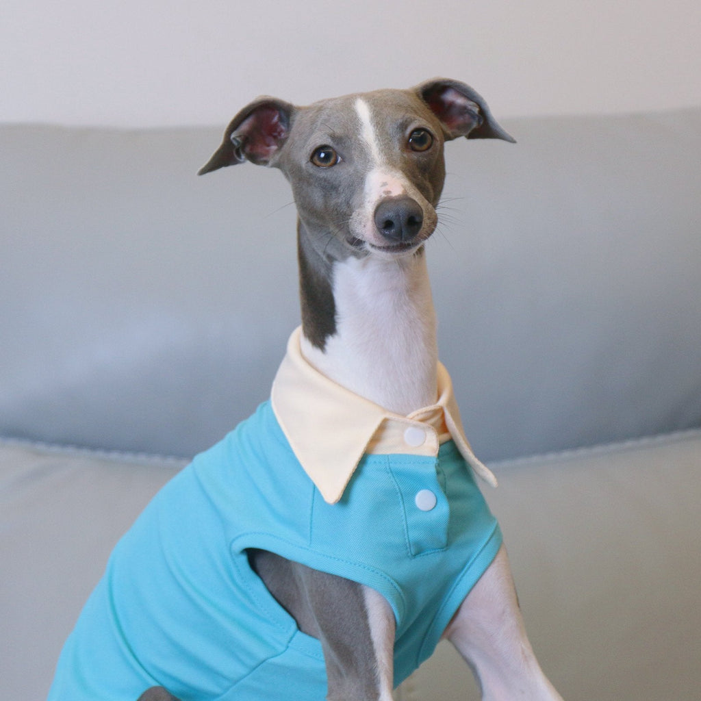 Summer Polo Shirt Breathable Vest for Italian Greyhound Whippet - PIKAPIKA