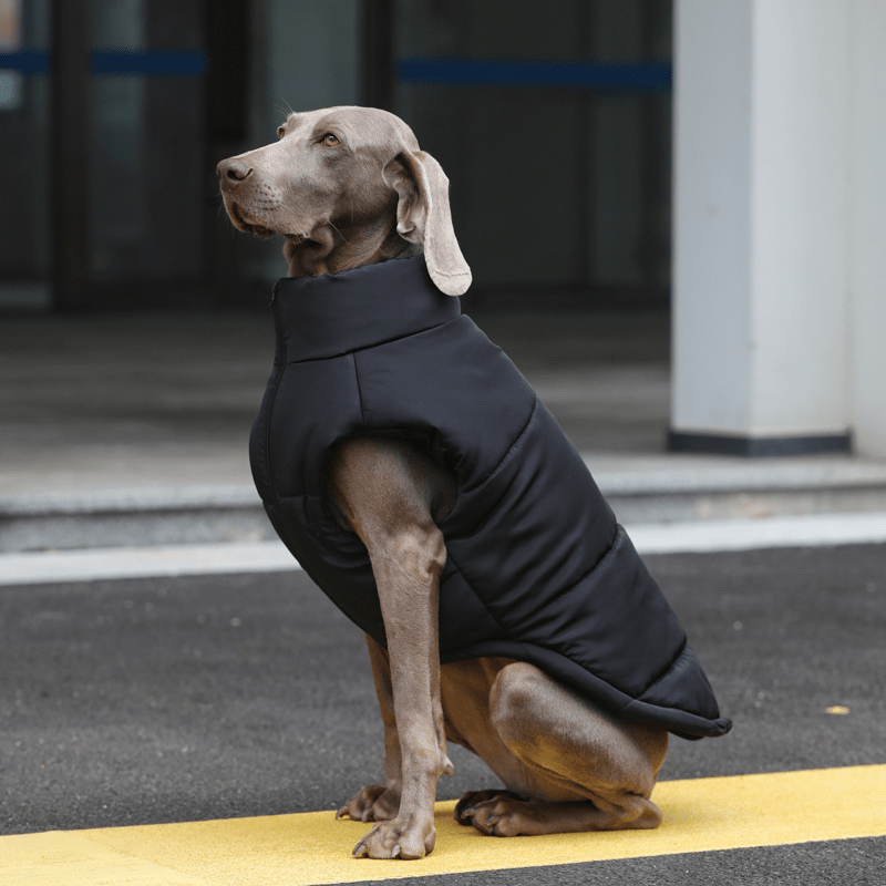 winter dog dress CICRKHB Dog Clothes Dog Winter Coat Small Medium Large Dogs Snow Jacket Waterproof French Clothes Warm Windproof Puppy Snowsuit Outfit Cold Weather Pet Fleece Apparel Pet Supplies Blue