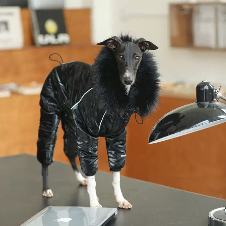 Thickened Cotton Hooded Coat Winter Jacket for Whippet Italian Greyhound - PIKAPIKA