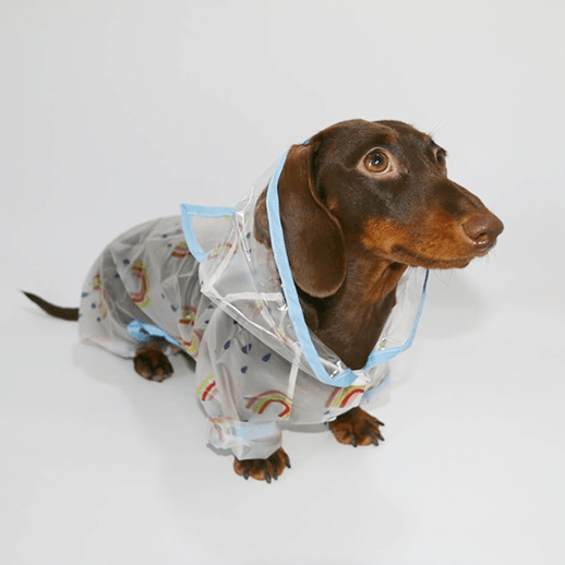 PIKAPIKA Transparent Hooded Raincoat – Full Body Dachshund Outfit