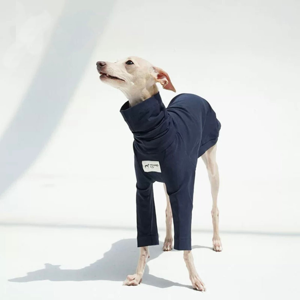 Italian greyhound clothes / dog jumpsuit / iggy jumper /dog clothes/ outlet galgo italiano/ charcik włoski/ velvet jumper