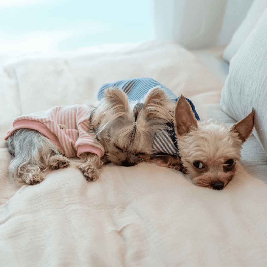 Warm Stripe Cotton Undershirt for Toy Dogs - PIKAPIKA