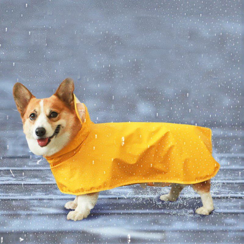 Corgi with clothes best sale